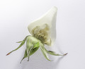 Dissected 