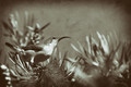 Little Bird
