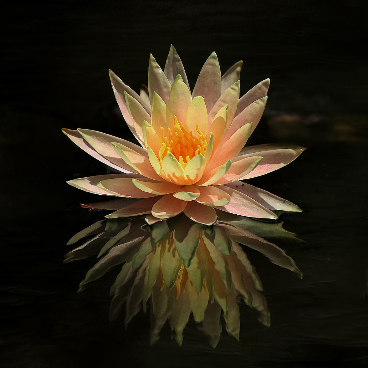 waterlily