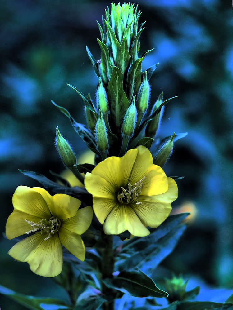 Wildflowers