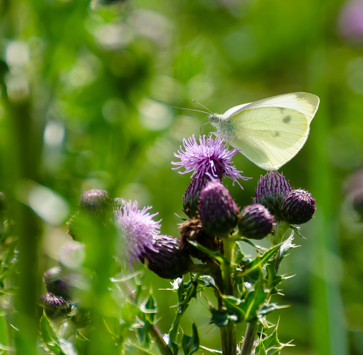 Pieris Rapae