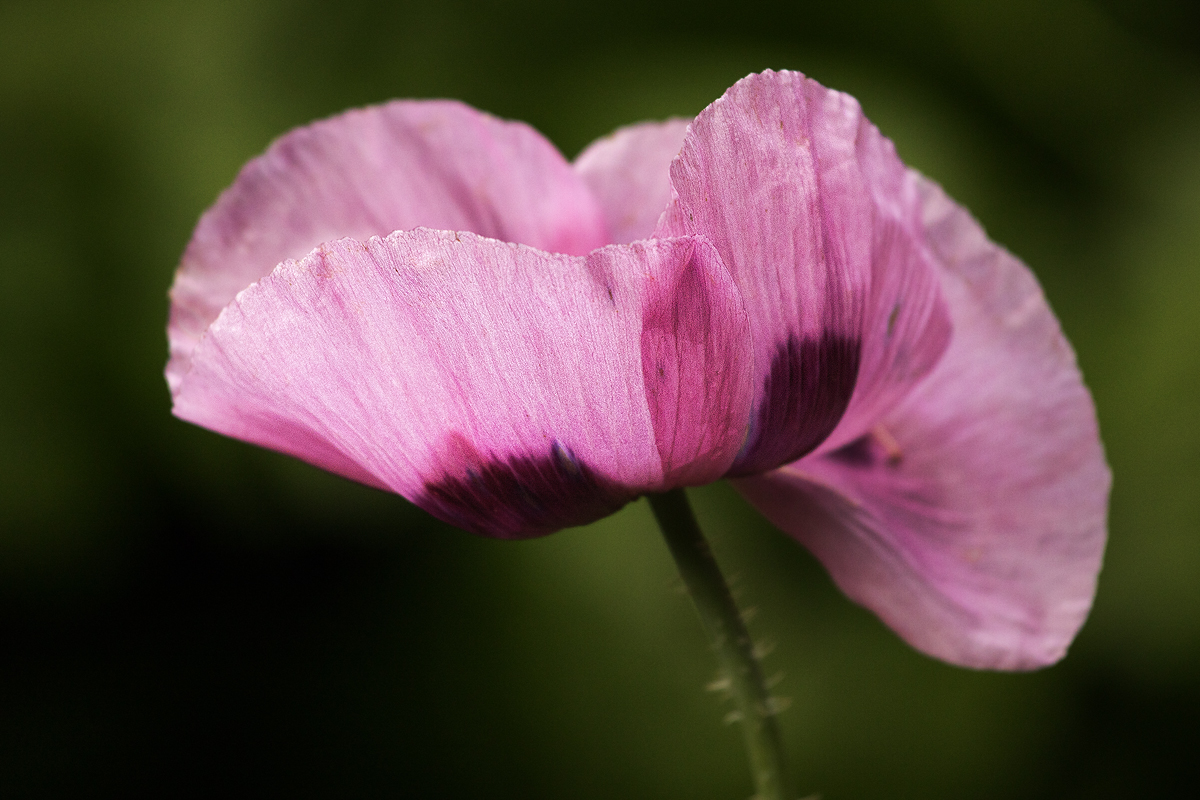 Pink Poppy