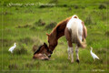 Chincoteague Island