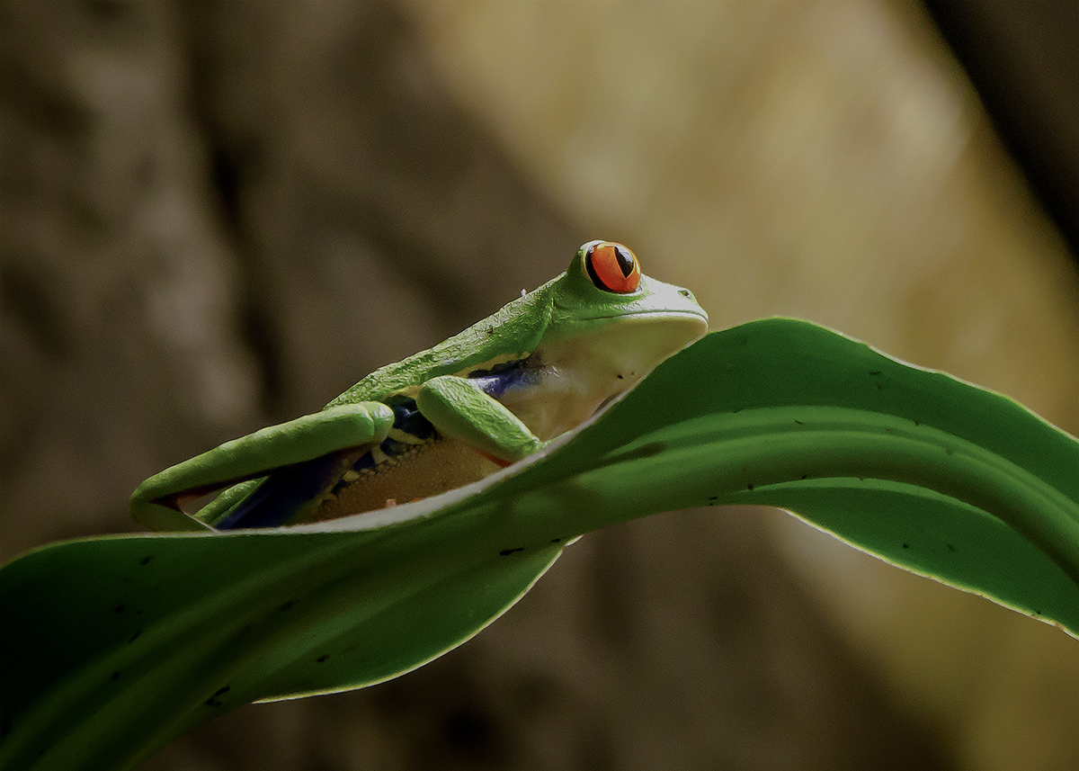 Costa Rican Red-eyed tree frog