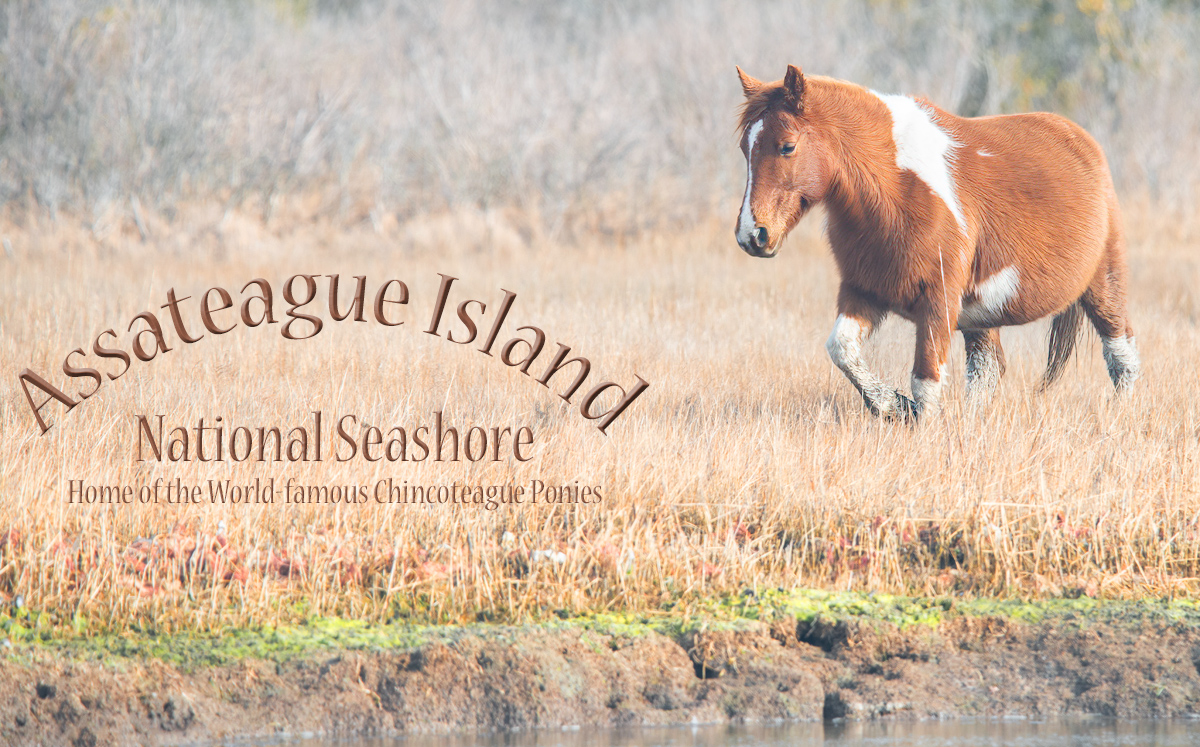 Assateague Island