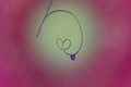 Delicate Drop