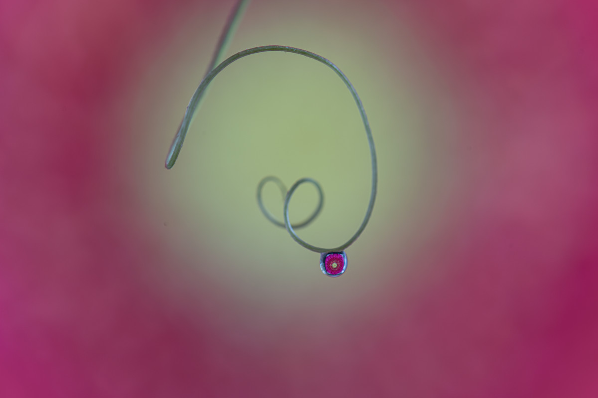 Delicate Drop
