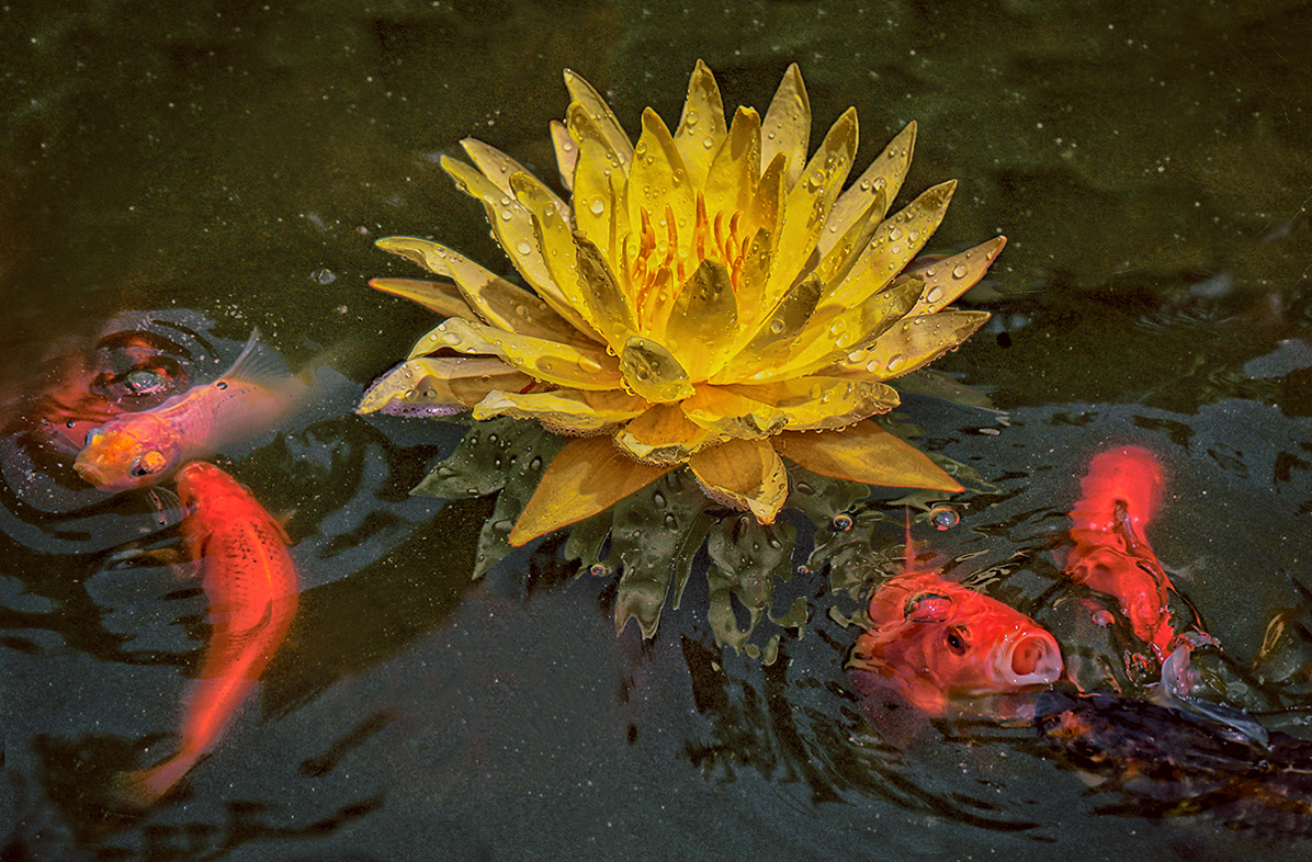 waterlily and goldfish