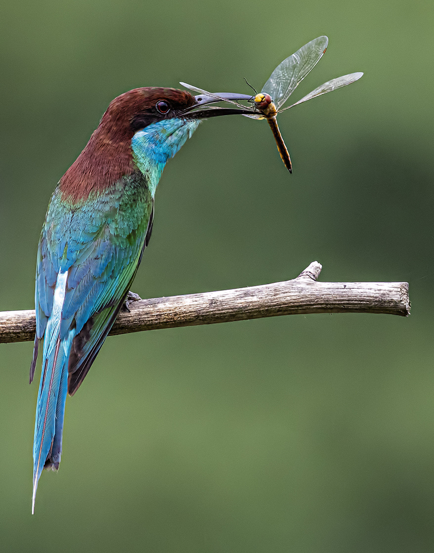 Bee Eater