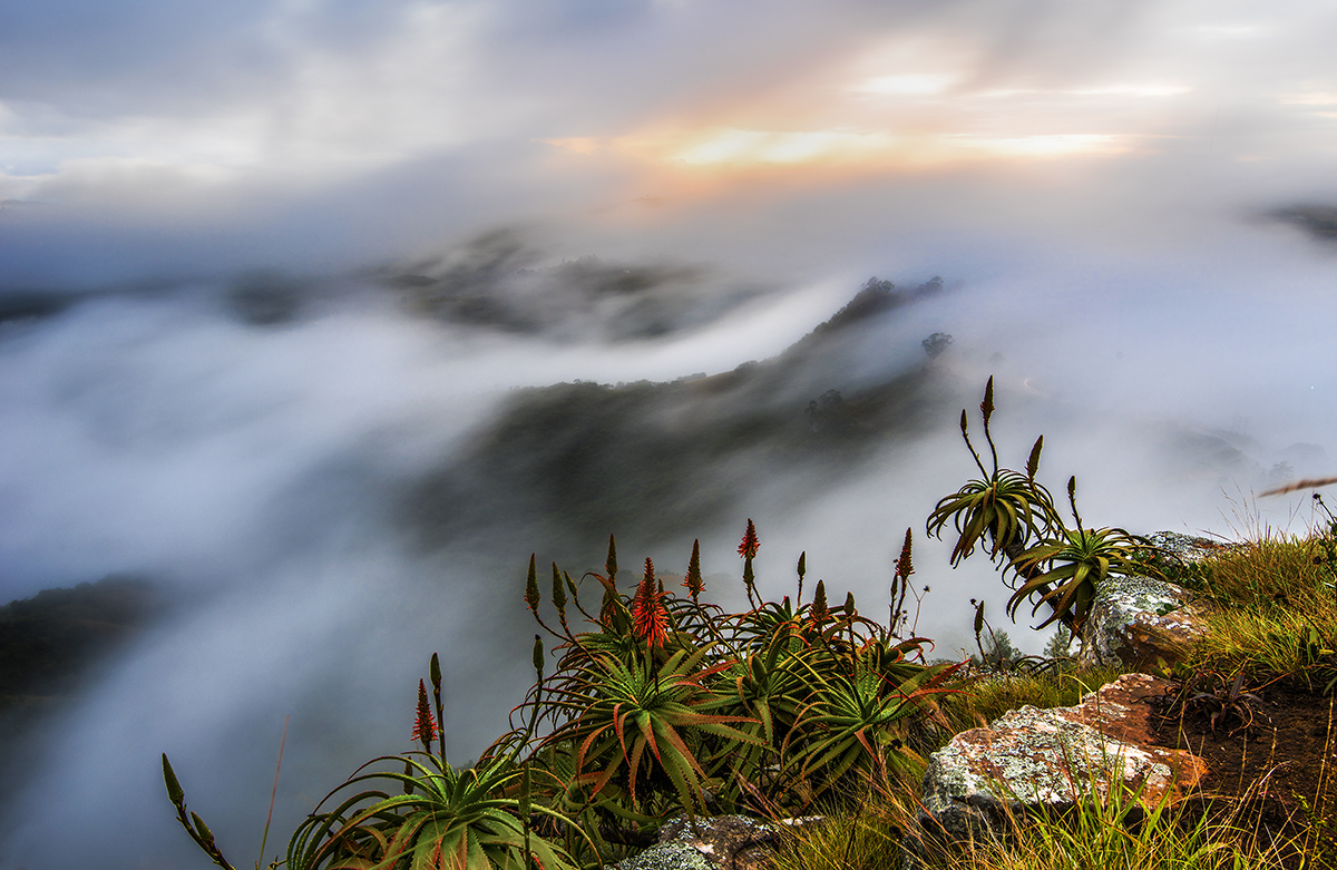 Aloe Misty Sunrise
