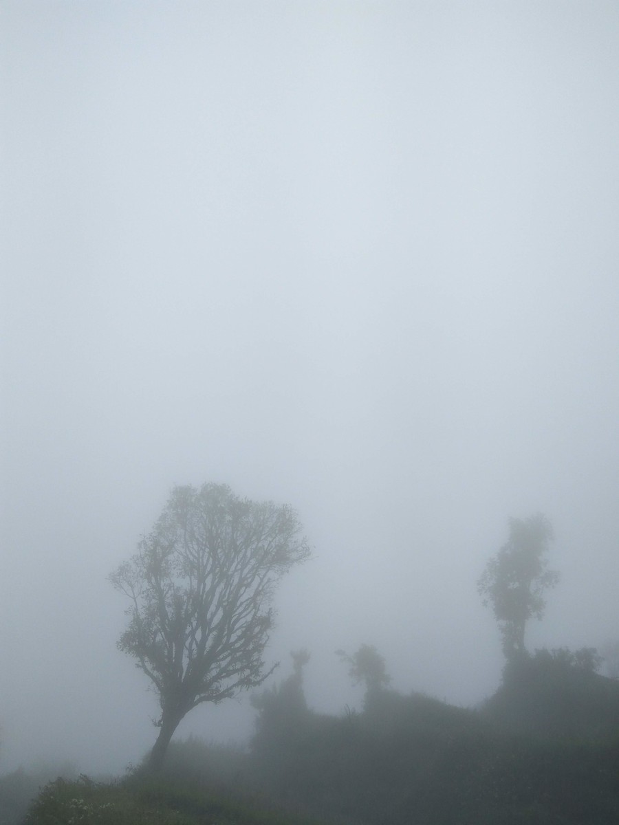 Trees, Fog and Mist
