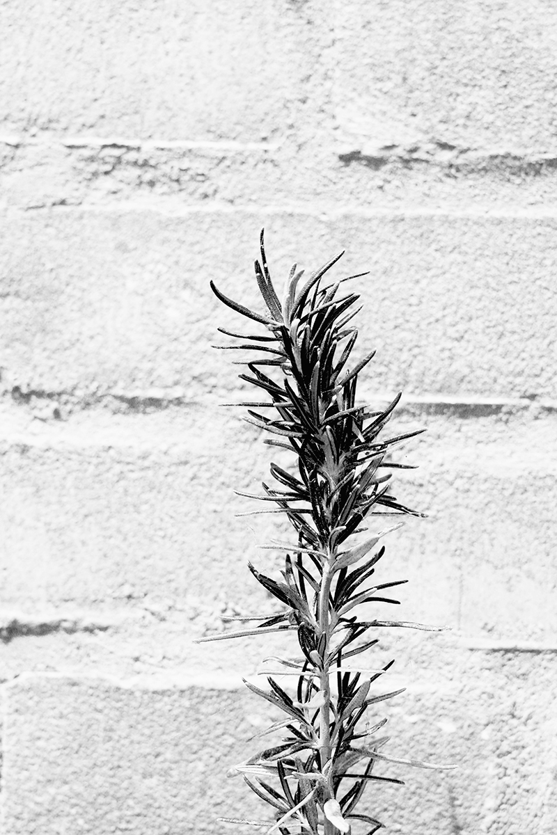 Rosemary with wall