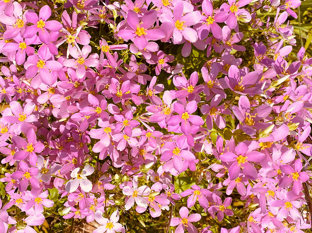 Sabatia angularis