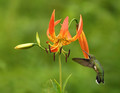Turk's-Cap Lily and Hummingbird