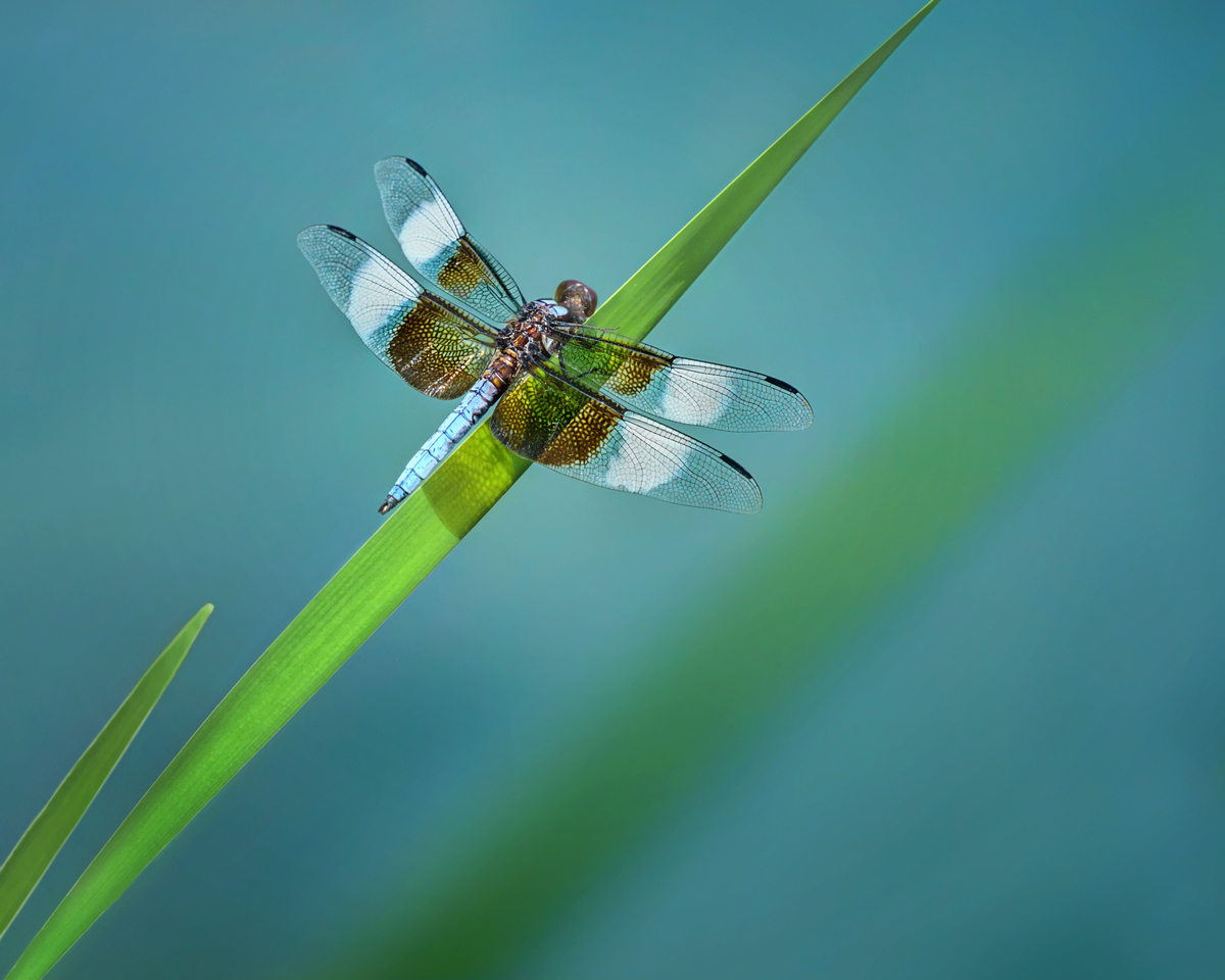 Widow Skimmer