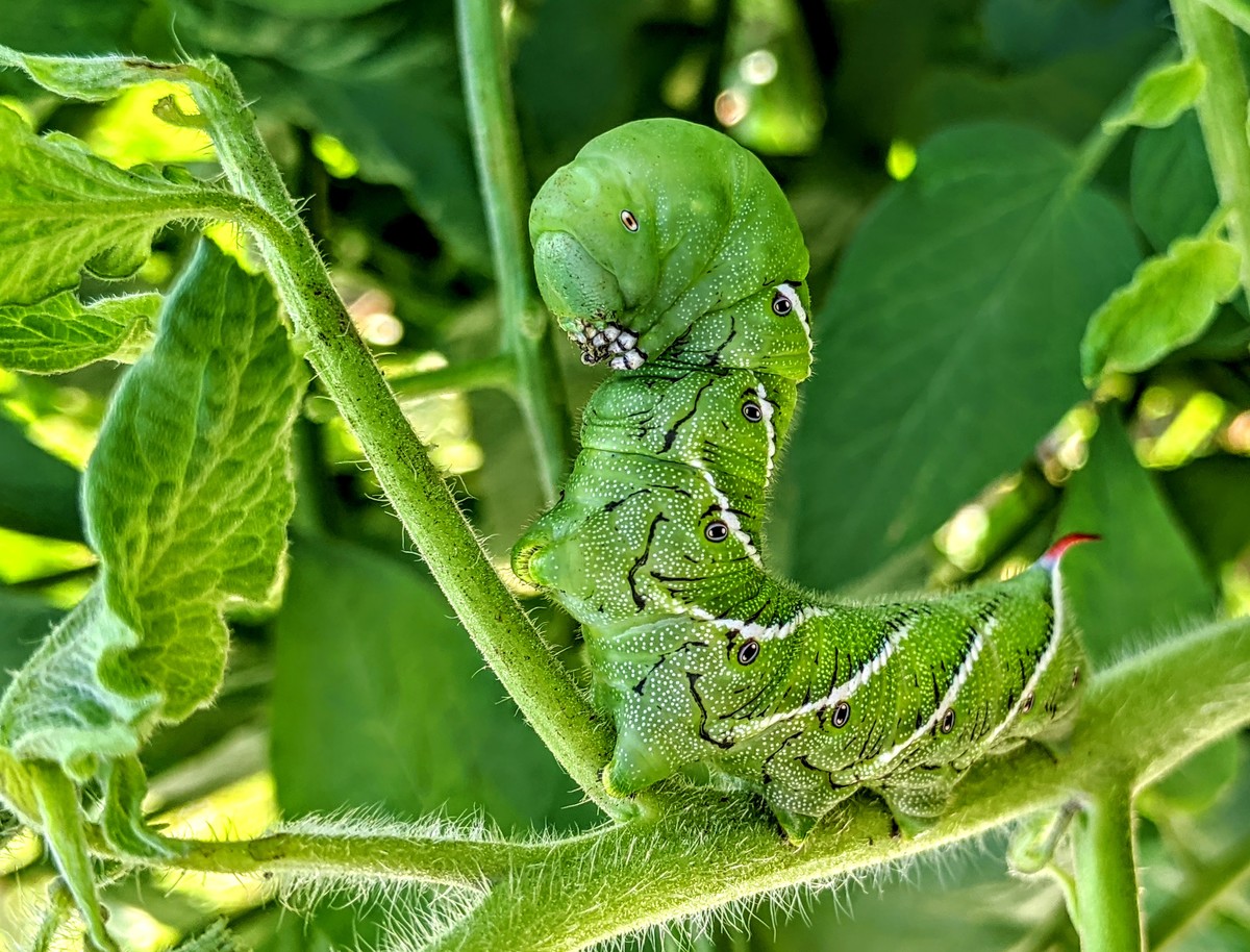 Mikey - Destroyer of Gardens