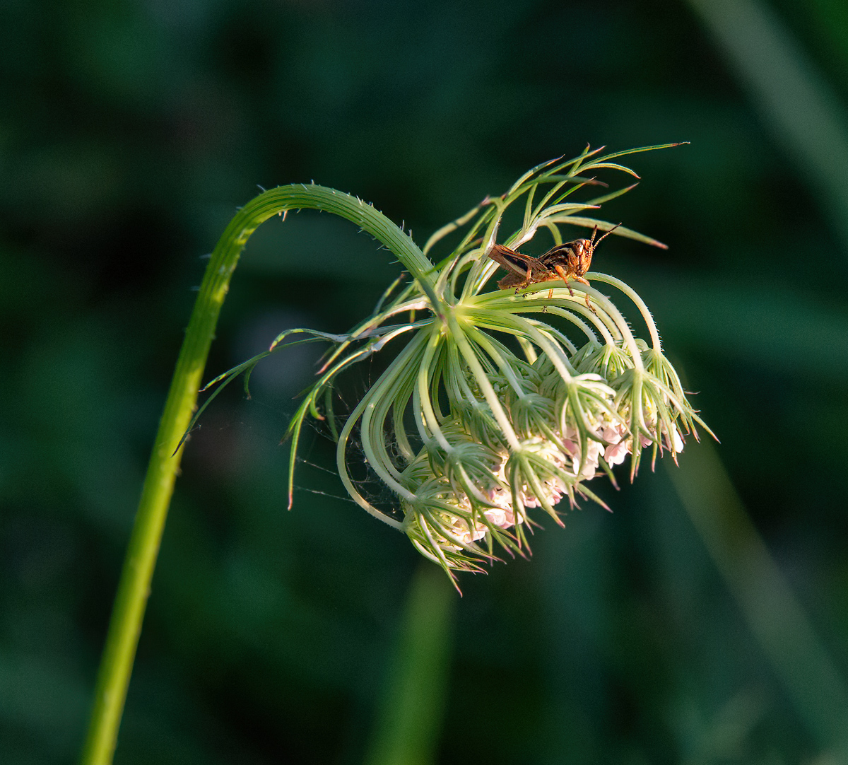 King of the Queen Anne's Lace