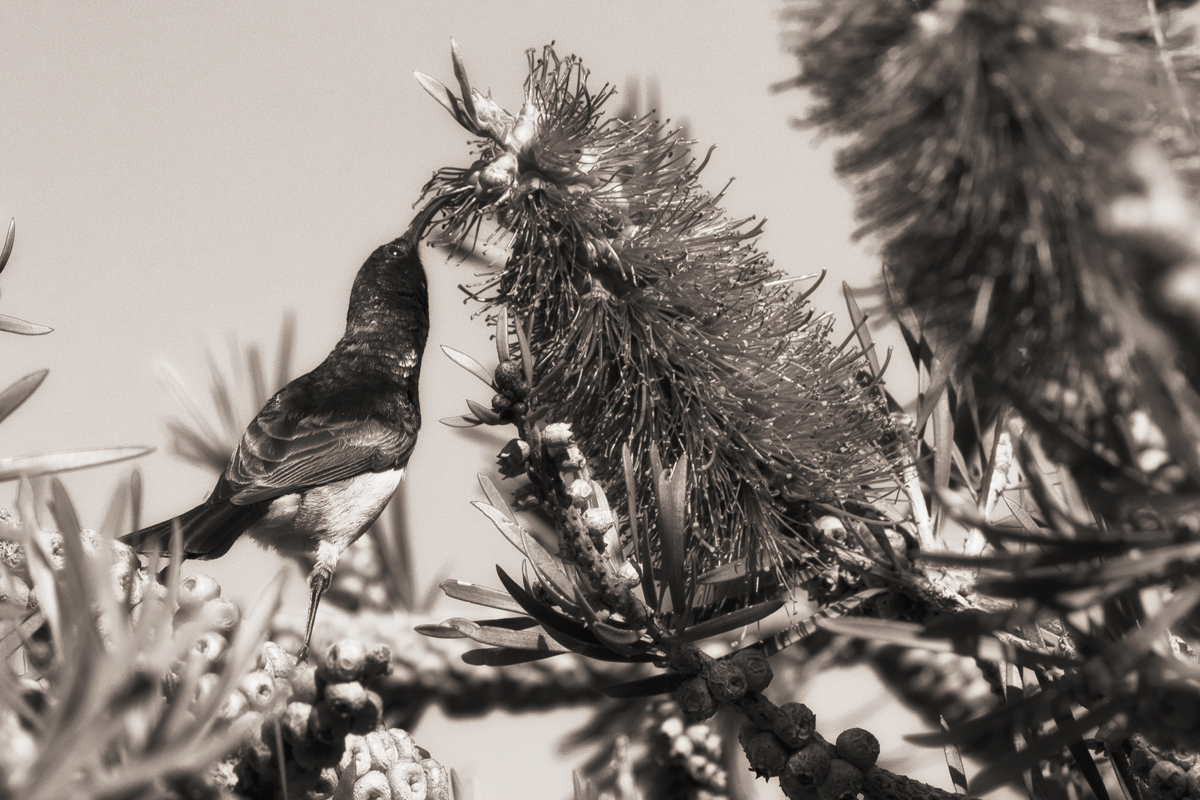 Stop to Eat the Flowers