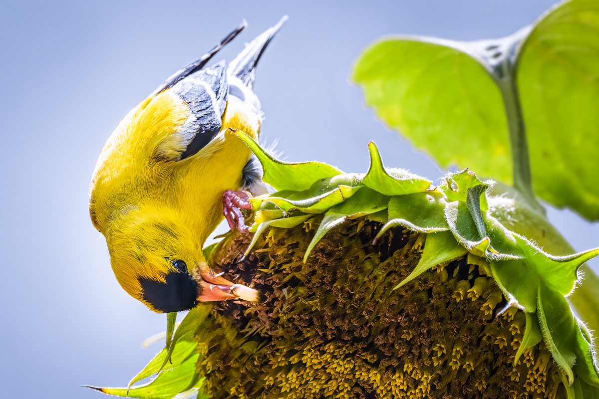 Pickin' Seeds