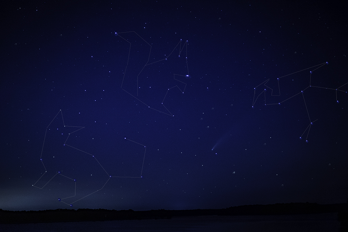 Constellations: Squirrelus Major, Feline Minor, and The Great Egret