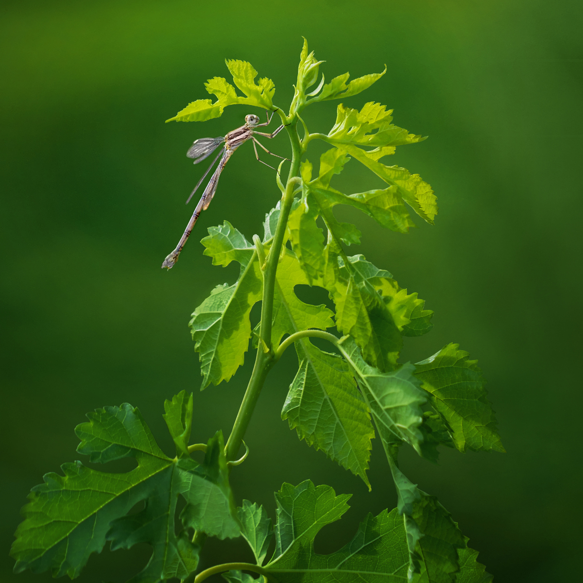 Damselfly, Framed in Green