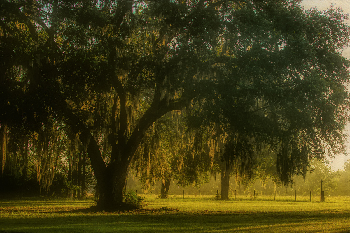 Welcoming Boughs