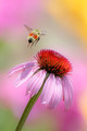 Bee Colorful (: