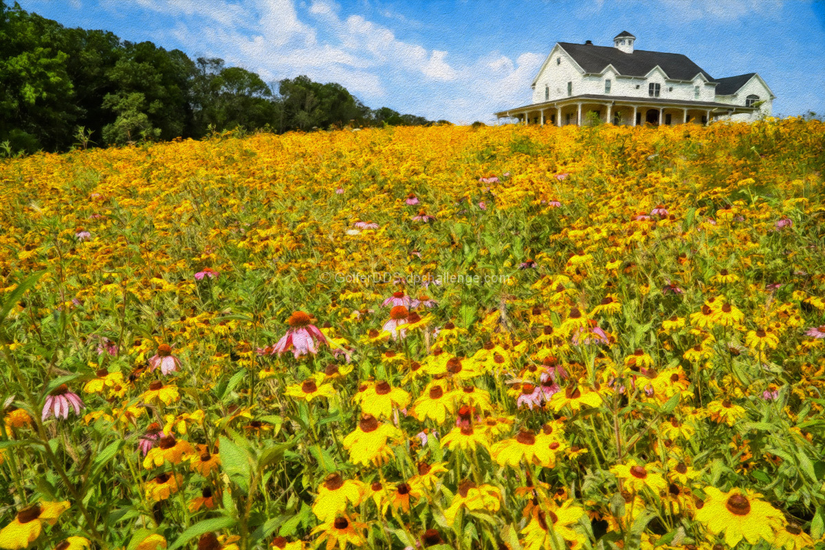 A Lovely Summer Day