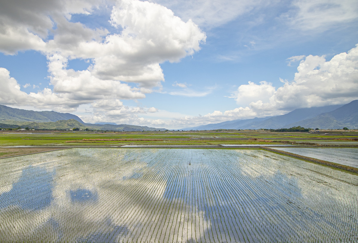 Chishang rice fields
