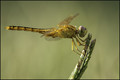 Golden Dragon