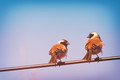 Birds on a Wire
