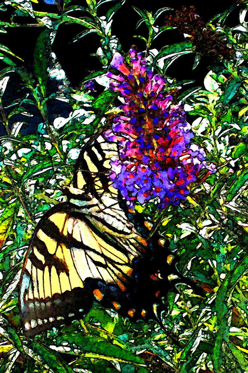 Butterfly 
