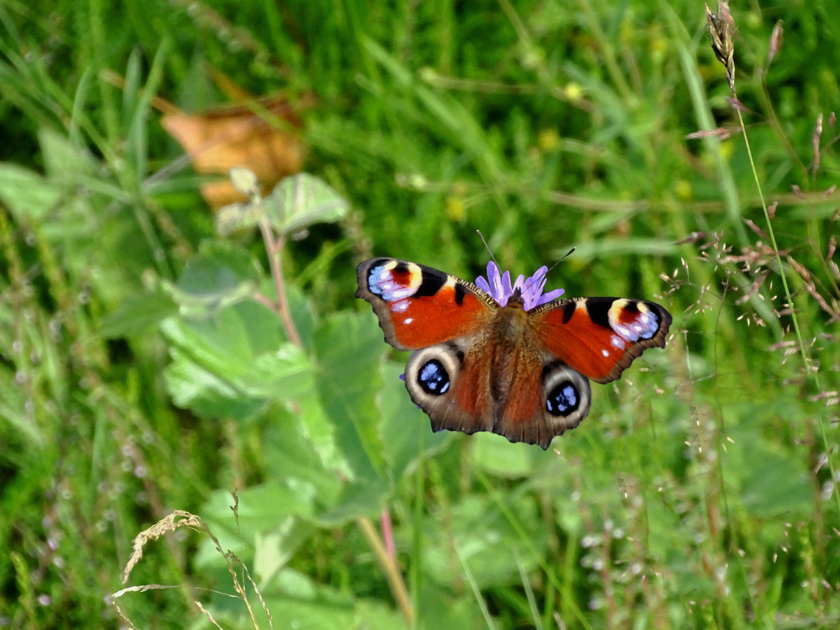 Butterfly