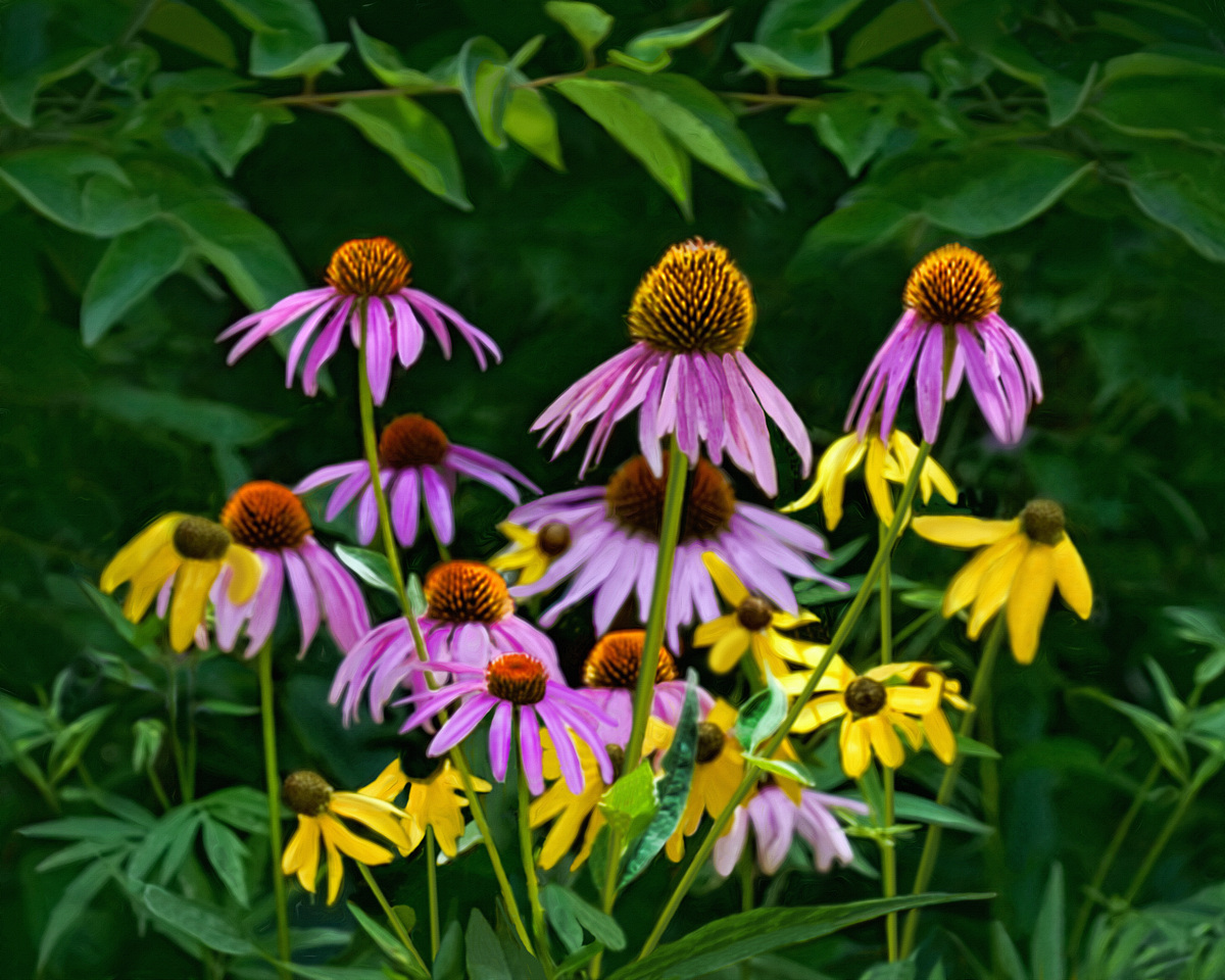 Wildflower Study