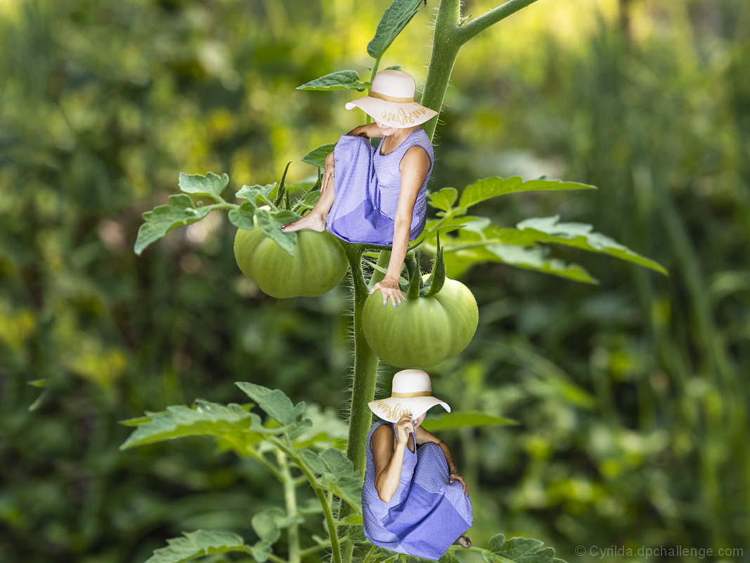 Tomato Worm Patrol