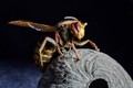 Murder hornets not-so-little brother