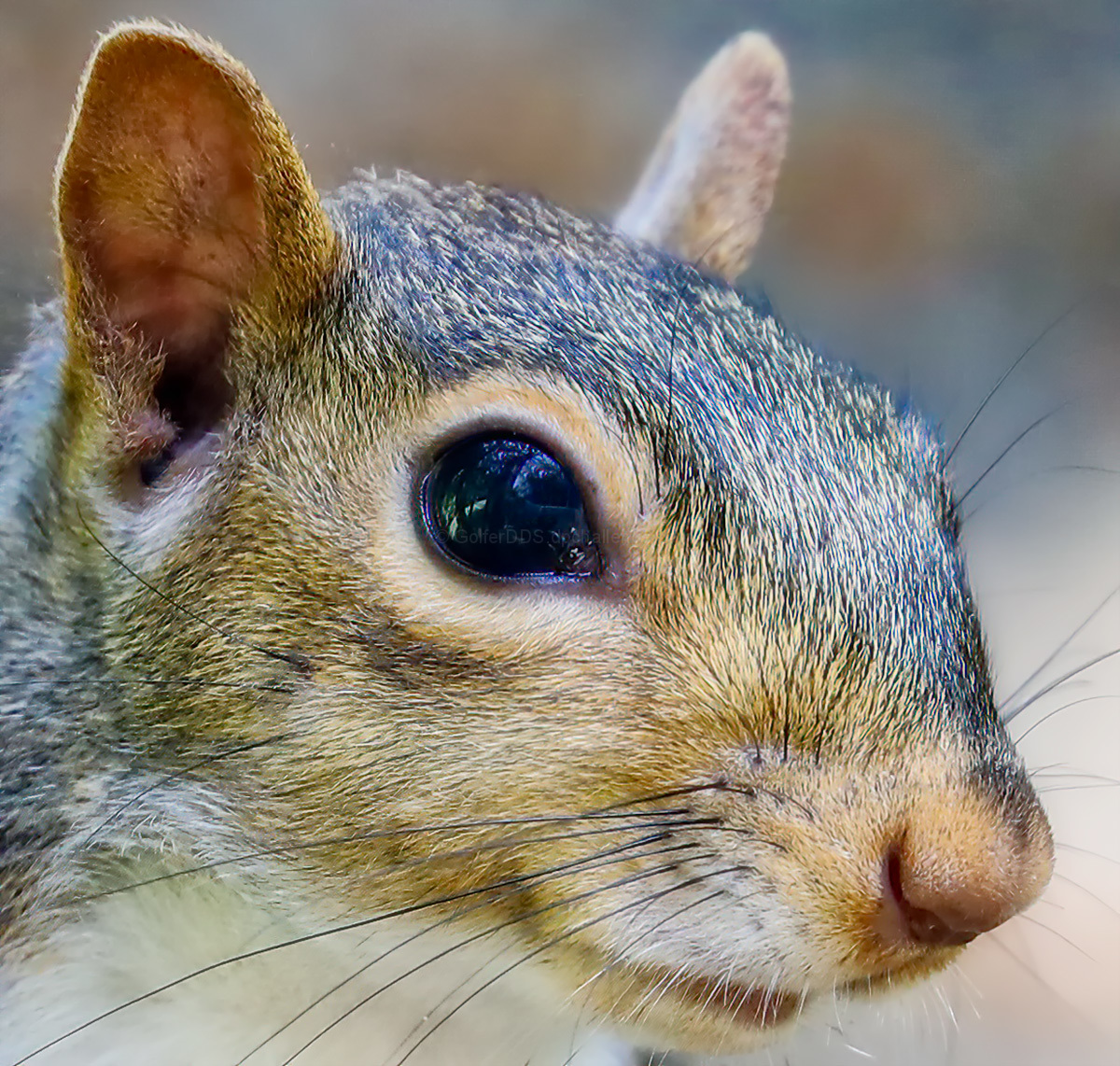 Squirrel Portrait