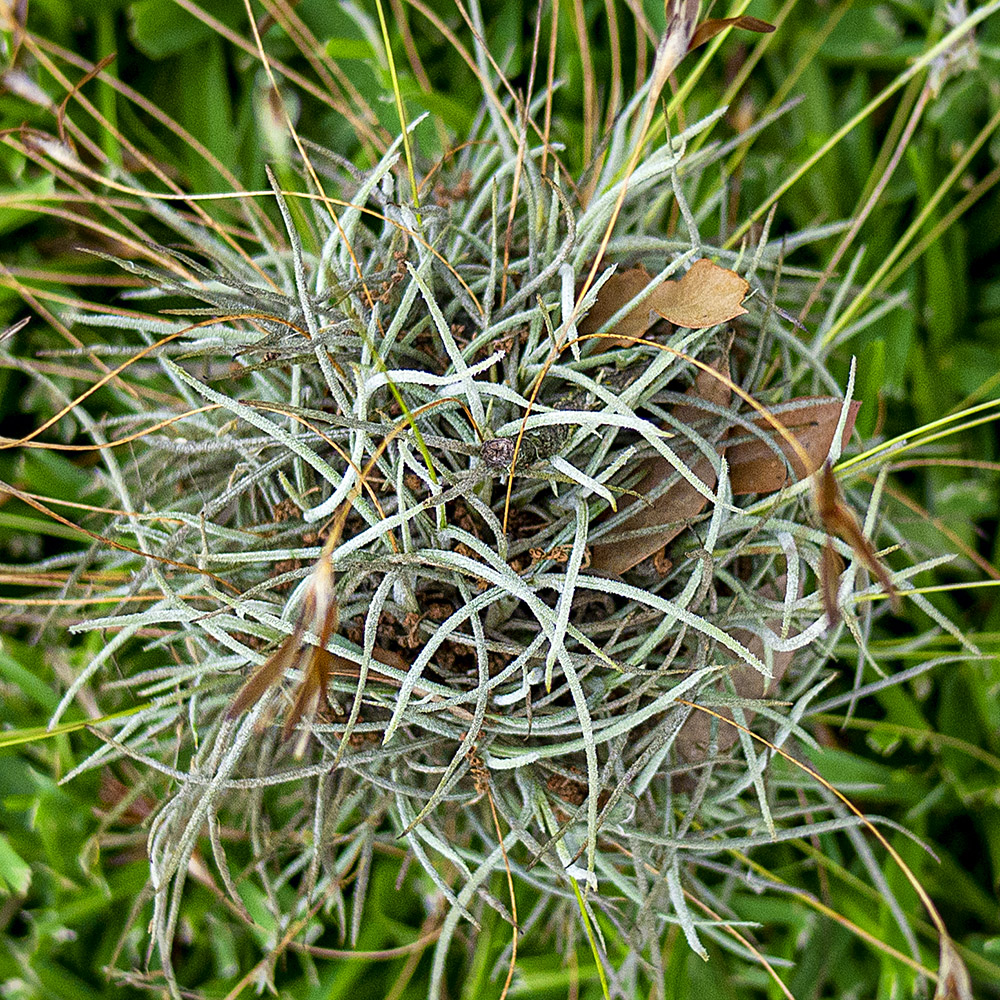 Texas Moss Ball