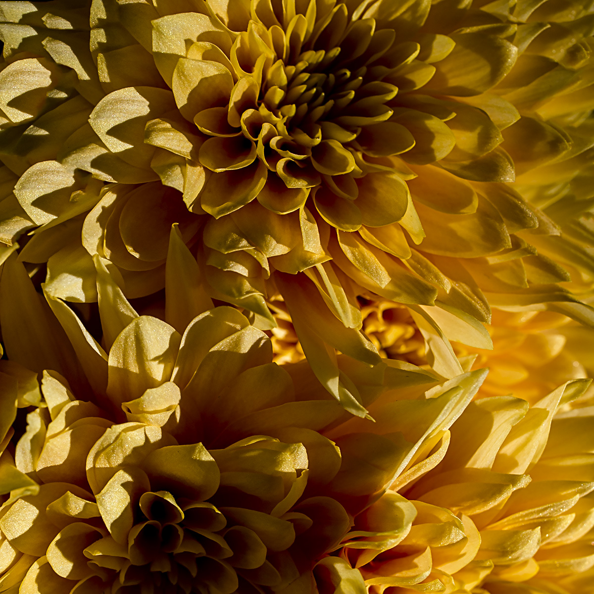 A Spray of Sunshine