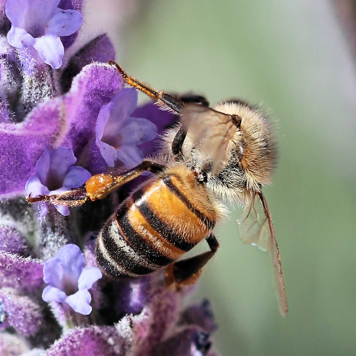 Lavender