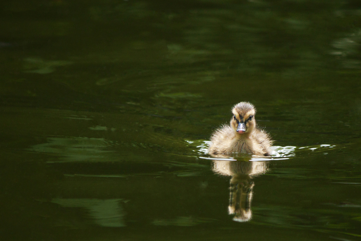 Wee One