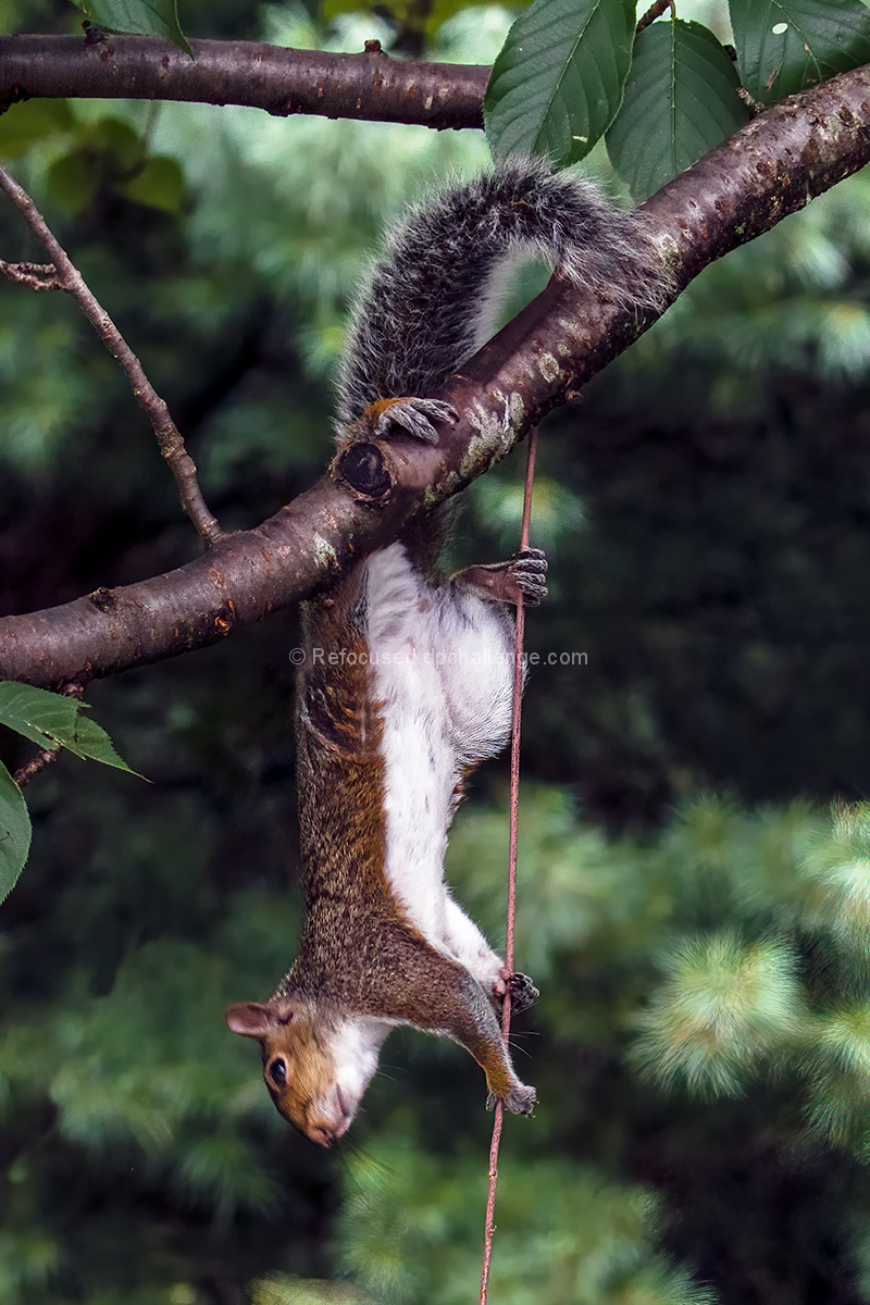 Acrobat