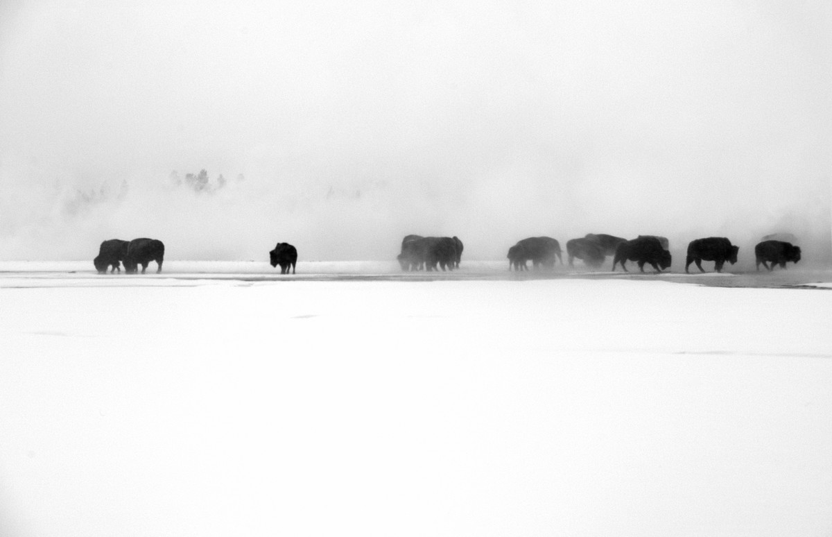 SNOWSTORM...Where The Buffalo Roam