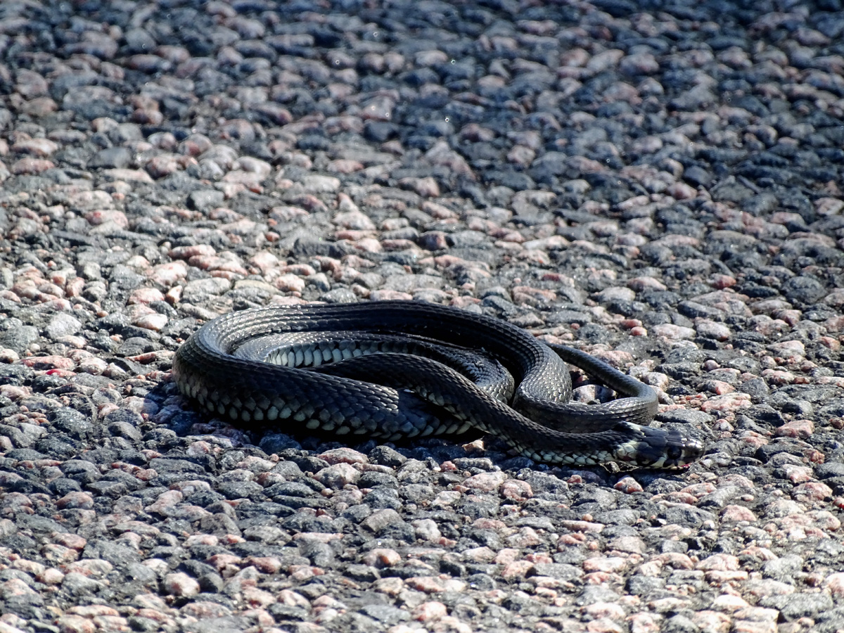 A snake sunbathes in the sunny weather