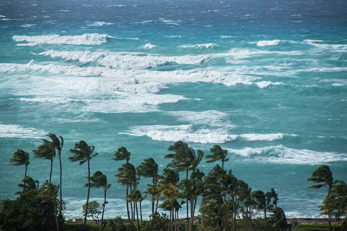 Surf's Up!