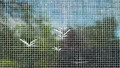 Screen Birds