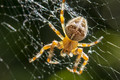 Spider in the sun