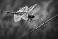 Black Saddlebags Dragonfly