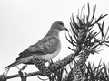 Dove
