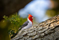 Red-Crested Cardinal